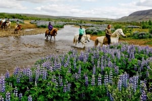 Kombinasjon i Reykjavik: Ridning og snorkling i Silfra-sprekken