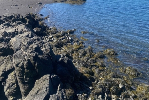 Reykjavik: e-biketocht door de natuur, langs de kust en door de stad