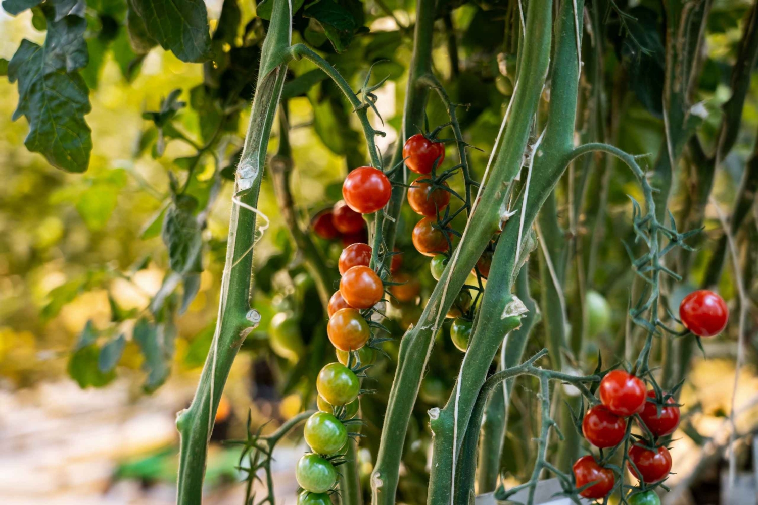 Reykjavik: Heldagsutflukt til Golden Circle og geotermisk drivhus