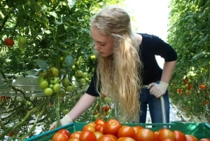 Reykjavik: Heldagsutflukt til Golden Circle og geotermisk drivhus