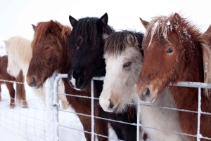 Reykjavik: Heldagsutflukt til Golden Circle og geotermisk drivhus