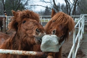 Reykjavik: Heldagsutflukt til Golden Circle og geotermisk drivhus