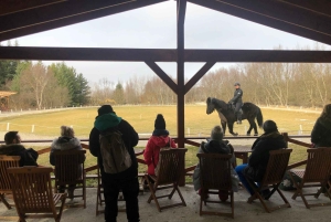 Reykjavik: Viagem de 1 dia ao Círculo Dourado, Fridheimar e Sky Lagoon