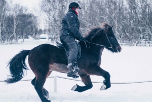Reykjavik: Viagem de 1 dia ao Círculo Dourado, Fridheimar e Sky Lagoon