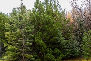 Reykjavik: Golden Circle & Laugarás Lagoon Tour