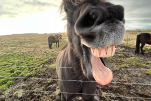 Reykjavik: Gyllene cirkeln Privat tur