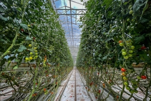 Рейкьявик: однодневная поездка по Золотому кольцу и тайной лагуне с обедом