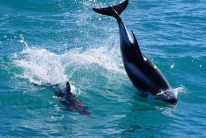Reykjavik: Halvdags hval- og lundefuglsafari