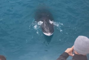 Reykjavik: Half-Day Whales and Puffins Cruise Combo Tour