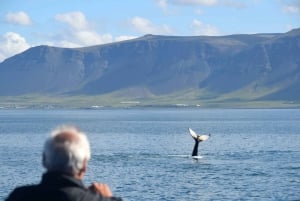 Reykjavik: Half-Day Whales and Puffins Cruise Combo Tour