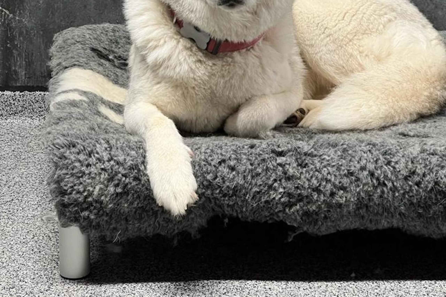 Reykjavík: Husky Kennel Visit with Hot Drinks