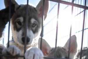Reykjavík: Husky Kennel Visit with Hot Drinks
