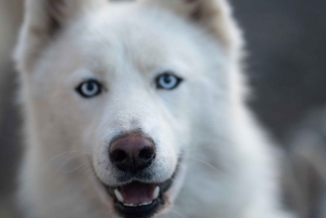 Reykjavík: Husky Kennel Visit with Hot Drinks