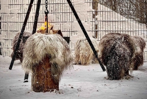 Reykjavík: Husky Kennel Visit with Hot Drinks