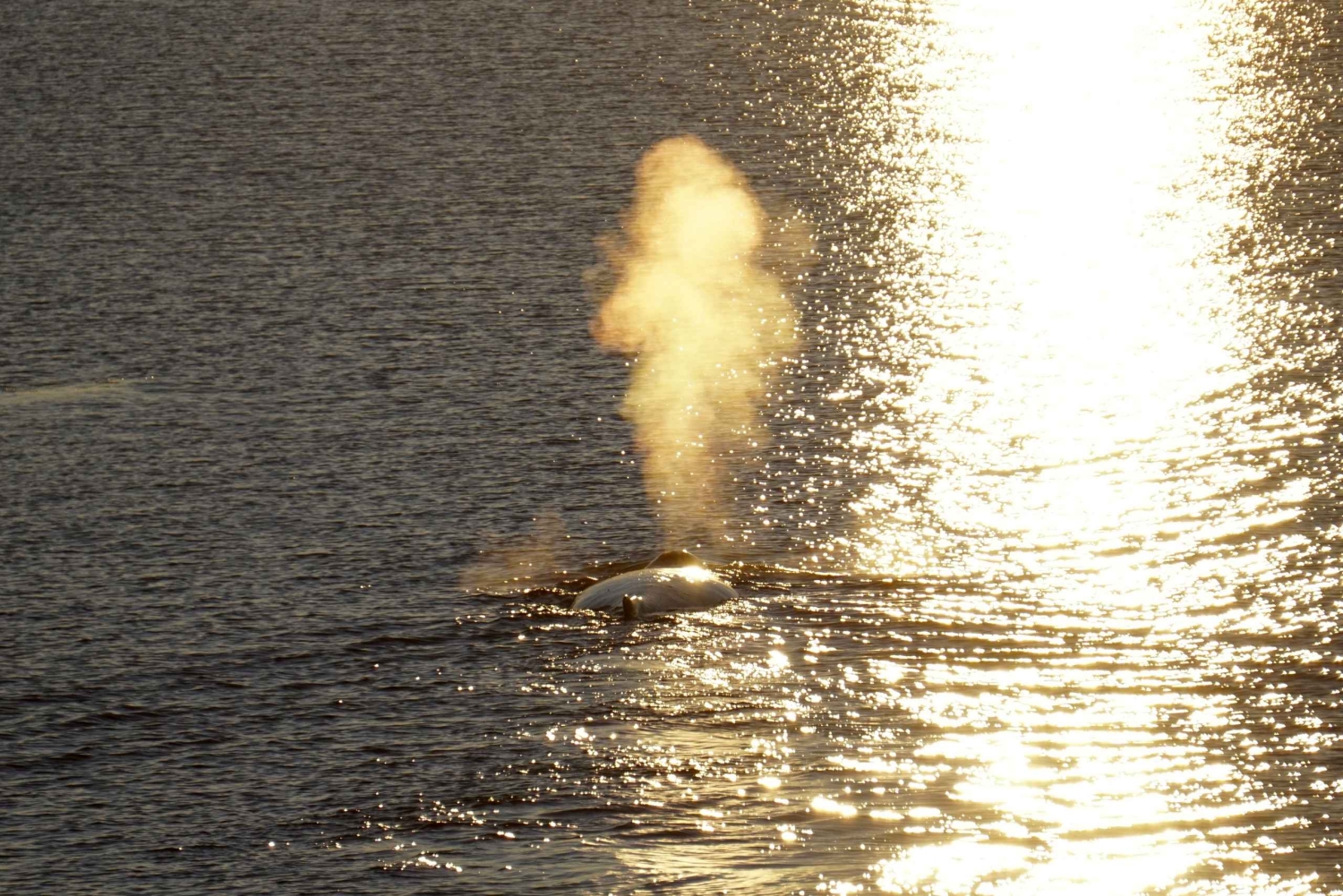 Reykjavík: Middernachtzon walvistour