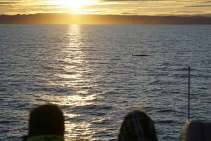 Reykjavik: Passeio Sol da Meia-Noite c/ Observação Baleias