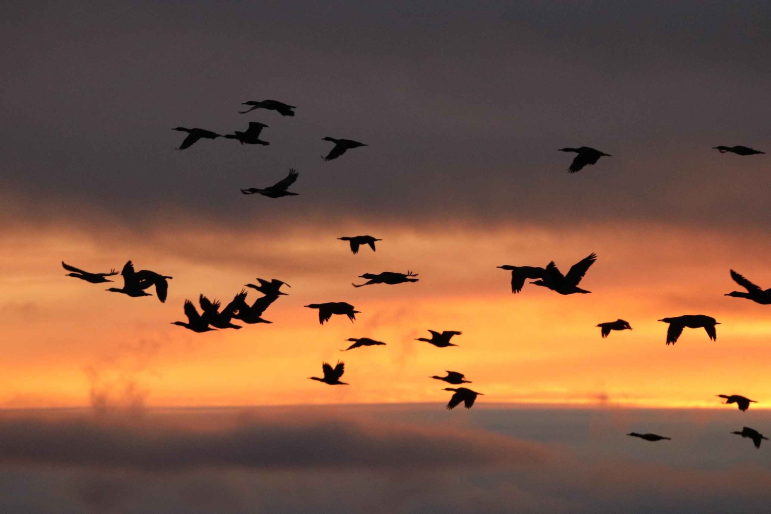 Reykjavik: Excursão de observação de baleias ao sol da meia-noite