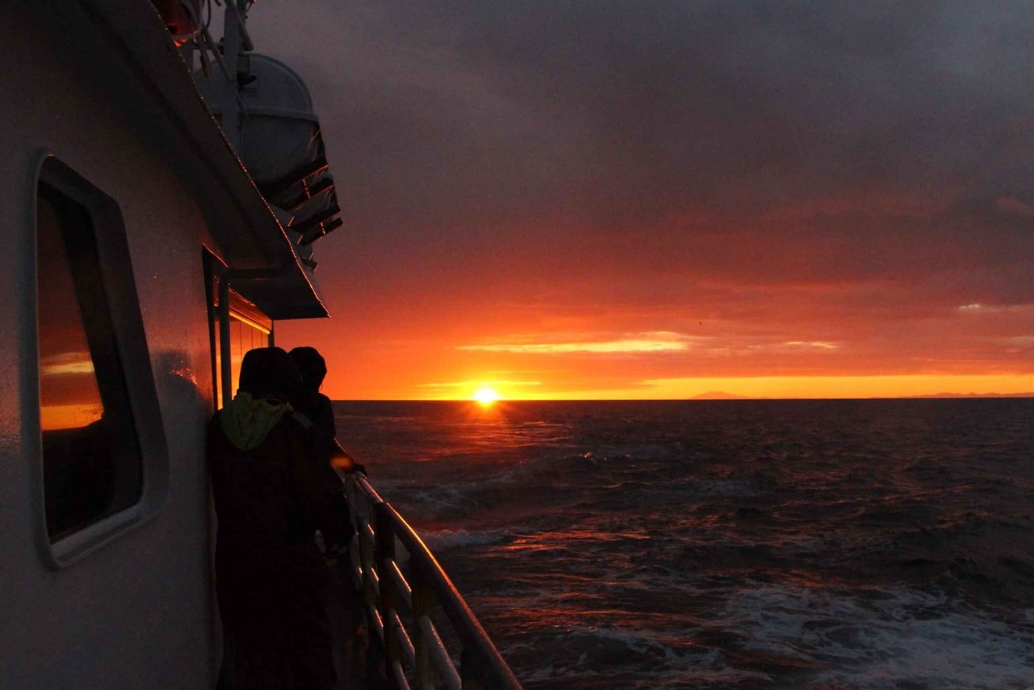 Reykjavik: Excursão de observação de baleias ao sol da meia-noite