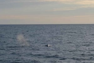 Reykjavik: Midnight Sun Whale Watching Tour