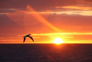 Reikiavik: Excursión de observación de ballenas al sol de medianoche