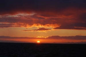 Reykjavik: tour di osservazione delle balene del sole di mezzanotte