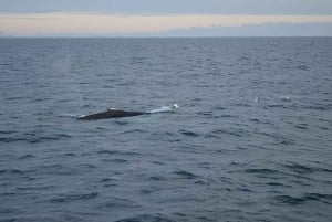 Reykjavik: Walbeobachtung in der Mitternachtssonne
