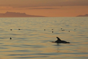 Reykjavik: excursão de observação de baleias ao sol da meia-noite
