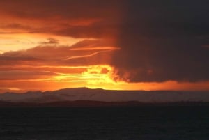 Reikiavik: Excursión de observación de ballenas al sol de medianoche