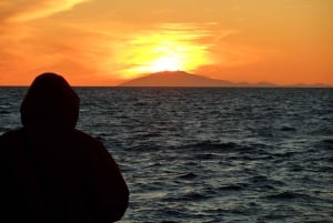 Reykjavik: Excursão de observação de baleias ao sol da meia-noite