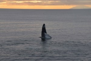 Reykjavik: Excursão de observação de baleias ao sol da meia-noite