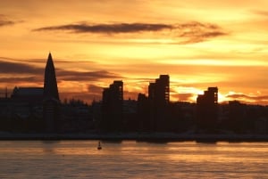 Reykjavik: Excursão de observação de baleias ao sol da meia-noite