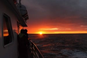 Reykjavik: Excursão de observação de baleias ao sol da meia-noite