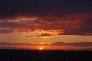 Reykjavik: Excursão de observação de baleias ao sol da meia-noite