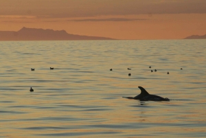 Reykjavik: Excursão de observação de baleias ao sol da meia-noite