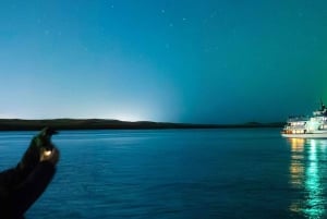 Reykjavik: Nordlys guidet bådtur