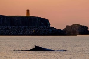 Reykjavík: Se lunnefåglar och valar med båt på kvällen