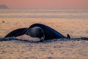 Reykjavik: excursão noturna premium para observação de baleias e papagaios-do-mar