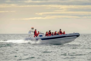 Reykjavik: Premium Whale and Puffin Watching Evening Tour: Reykjavik: Premium Whale and Puffin Watching