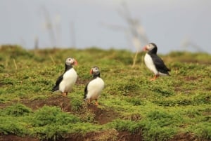 Reykjavik: excursão noturna premium para observação de baleias e papagaios-do-mar