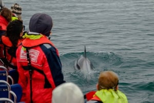 Reykjavik: Premium Whale Watching joustavalla lipulla