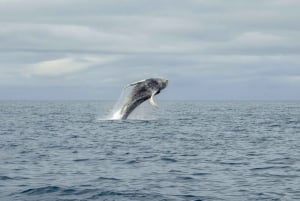 Reykjavik: Premium-Walbeobachtung mit flexiblem Ticket