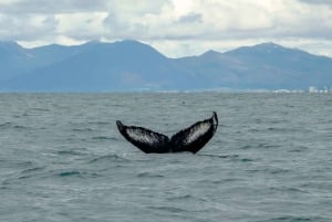 Reykjavik: Premium hvalsafari med fleksibel billett