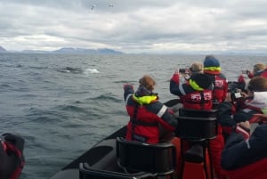 Reykjavik: Obserwacja wielorybów z elastycznym biletem Premium