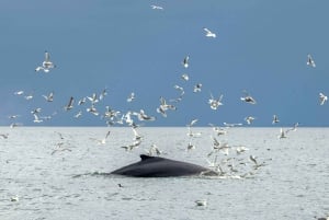 Reykjavik: Obserwacja wielorybów z elastycznym biletem Premium