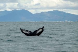 Reikiavik: Avistamiento de ballenas Premium con ticket de entrada flexible