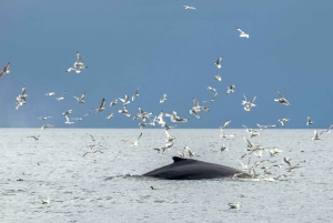 Reikiavik: Avistamiento de ballenas Premium con ticket de entrada flexible