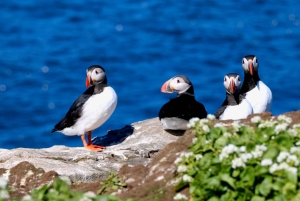 Reikiavik: Avistamiento de ballenas Premium con ticket de entrada flexible