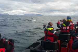 Reykjavik: Premium Whale Watching with Flexible Ticket