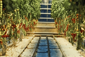 Рейкьявик: частный тур по Золотому кольцу на нескольких языках