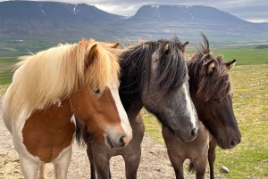 Reykjavik: 5 TOP pysähdyspaikkaa.